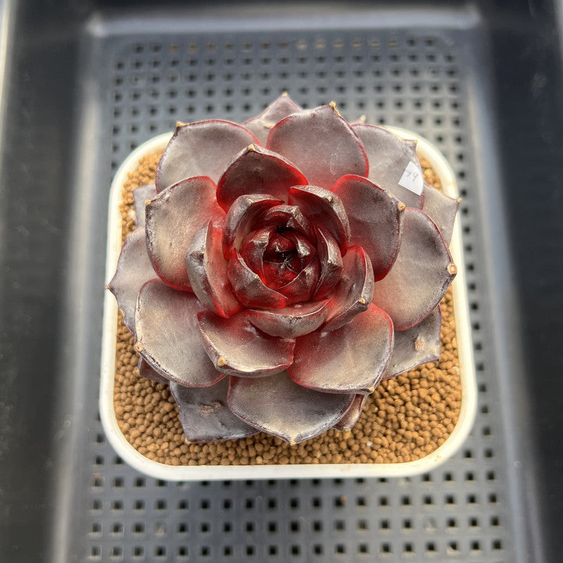 Echeveria 'Ink Abyss' 3" Succulent Plant Cutting