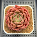 Echeveria 'The Invincible East' 3" Succulent Plant Cutting