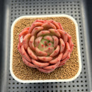 Echeveria 'The Invincible East' 3" Succulent Plant Cutting