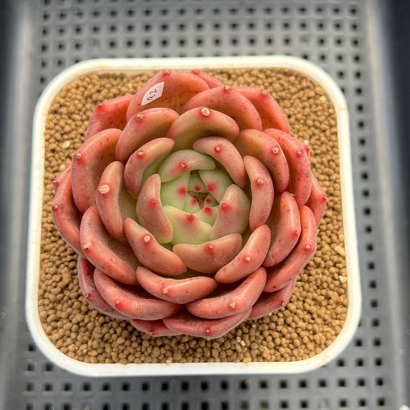 Echeveria 'The Invincible East' 3" Succulent Plant Cutting