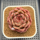 Echeveria 'The Invincible East' 3" Succulent Plant Cutting