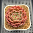 Echeveria 'The Invincible East' 3" Succulent Plant Cutting