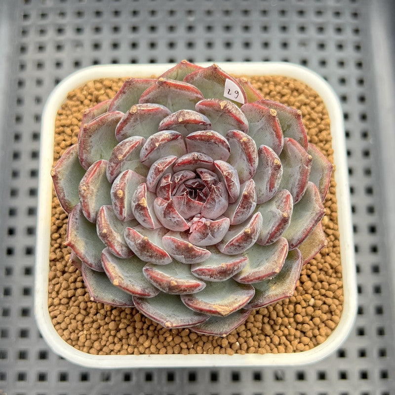 Echeveria 'Blue Enchantress' 3" Succulent Plant Cutting