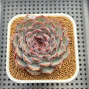 Echeveria 'Blue Enchantress' 3" Succulent Plant Cutting