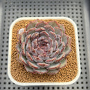 Echeveria 'Blue Enchantress' 3" Succulent Plant Cutting