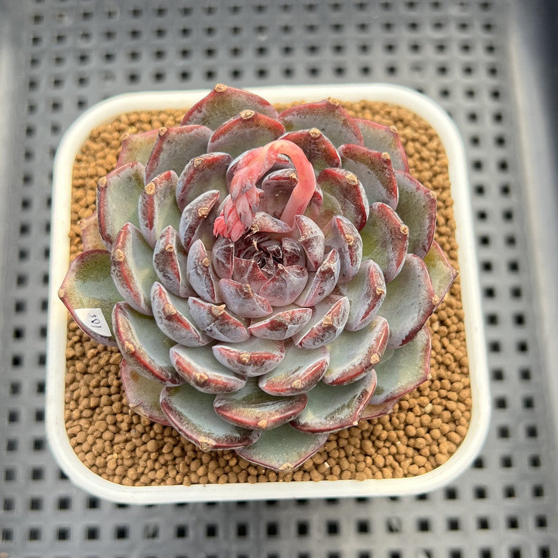 Echeveria 'Blue Enchantress' 3" Succulent Plant Cutting