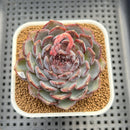 Echeveria 'Blue Enchantress' 3" Succulent Plant Cutting