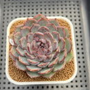 Echeveria 'Blue Enchantress' 3" Succulent Plant Cutting