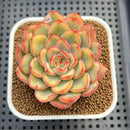 Echeveria 'Lotus' Variegated 3" Succulent Plant Cutting