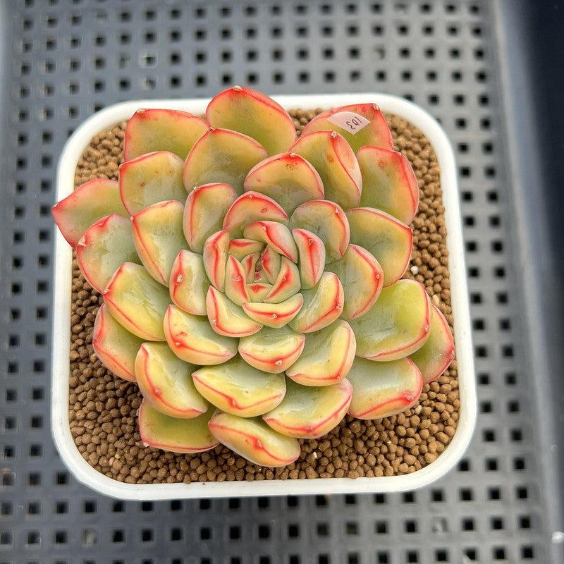 Echeveria 'Lotus' Variegated 3" Succulent Plant Cutting