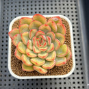 Echeveria 'Lotus' Variegated 3" Succulent Plant Cutting