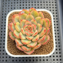 Echeveria 'Lotus' Variegated 3" Succulent Plant Cutting