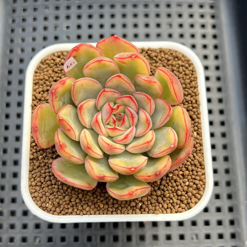 Echeveria 'Lotus' Variegated 3" Succulent Plant Cutting