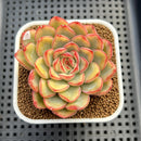 Echeveria 'Lotus' Variegated 3" Succulent Plant Cutting