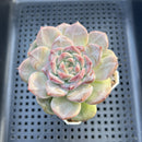 Echeveria 'Pumpkin' Jelly Type 2"-3" Succulent Plant