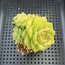 Echeveria 'Maitreya' 2"-3" Cluster Succulent Plant
