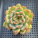 Echeveria 'Snowflake' 2" Succulent
