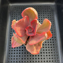 Echeveria 'Golden State' Variegated 3" Succulent Plant