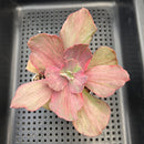 Echeveria 'Suyon' Variegated 3" Succulent Plant