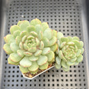 Echeveria 'Goldfinch' 2" Succulent Plant