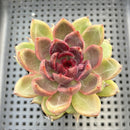 Echeveria sp. 2"-3" Succulent Plant