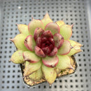 Echeveria sp. 2"-3" Succulent Plant