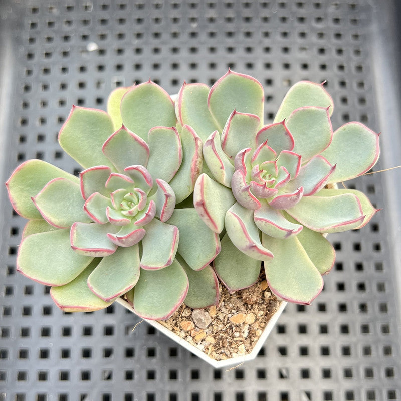 Echeveria 'Wiz Beauty' 2" Succulent Plant