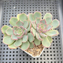 Echeveria 'Wiz Beauty' 2" Succulent Plant
