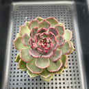 Echeveria 'Black Eyes' 3" Succulent Plant