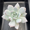 Echeveria 'Ivory' 3"" Succulent Plant