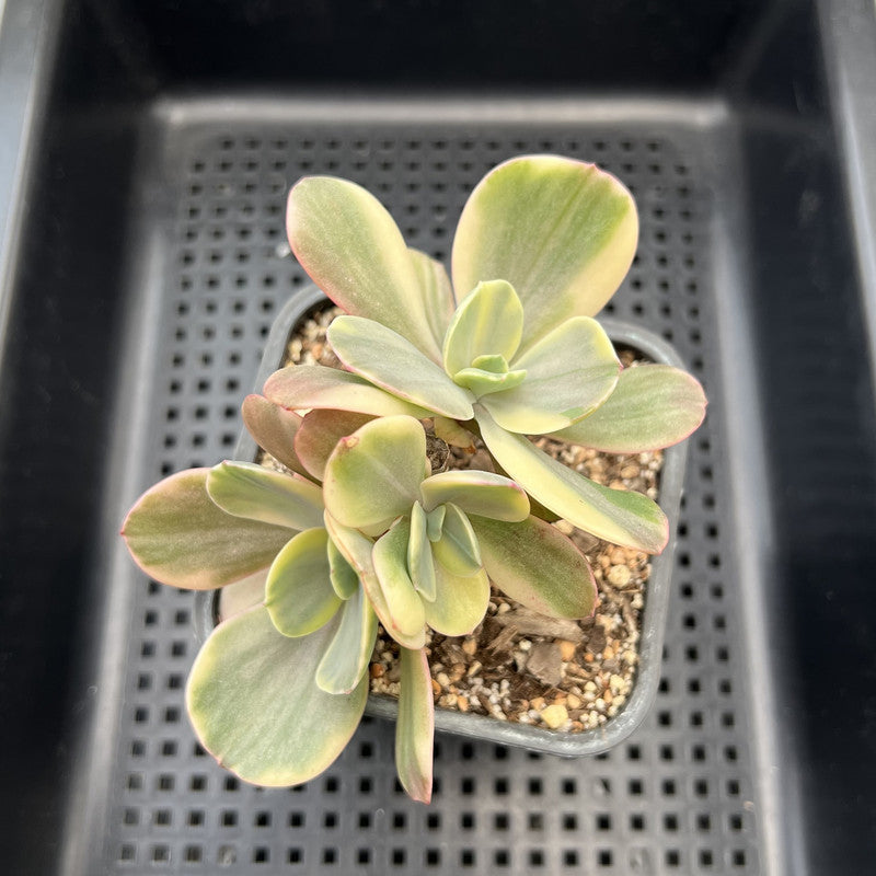 Echeveria 'Silk Road' Variegated 2"-3" Cluster Succulent Plant