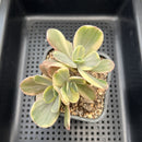 Echeveria 'Silk Road' Variegated 2"-3" Cluster Succulent Plant