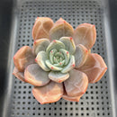 Echeveria 'Purple Champaign' 3" Succulent Plant