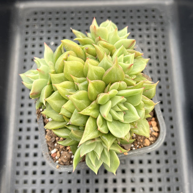 Echeveria 'Tesla' 3" Cluster Hwaga Hybrid Succulent Plant
