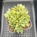Echeveria 'Tesla' 3" Cluster Hwaga Hybrid Succulent Plant