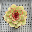 Echeveria Agavoides 'Eclipse' 2" (100% Grown In House) Succulent Plant