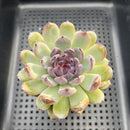Echeveria 'Gemstone' 3"-4" Succulent Plant