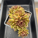 Echeveria 'Magic Coco' 4"-5" Extra Large Cluster Succulent Plant