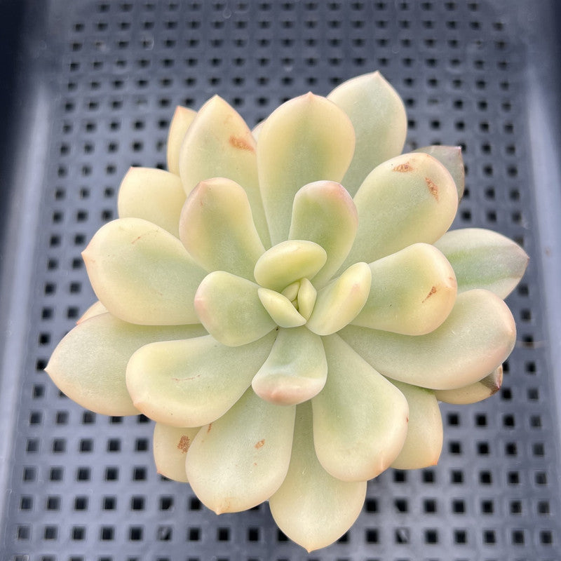 Graptoveria 'Torres' Variegated 3" Succulent Plant