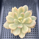 Graptoveria 'Torres' Variegated 3" Succulent Plant