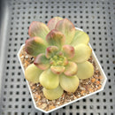 Pachyveria 'Paradoxa' Variegated 2" Succulent Plant