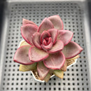 Echeveria 'Pine Rose' 2" Succulent Plant