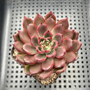 Echeveria 'Red Bell' 3" Succulent Plant