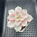 Graptopetalum 'Purple Delight' Variegated 2"-3" Succulent Plant