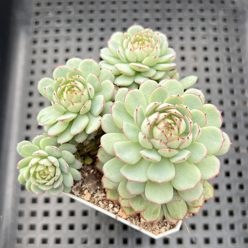 Echeveria 'Ravi Rose' ('Globulosa' Hybrid) Cluster 3" Succulent Plant