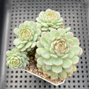 Echeveria 'Ravi Rose' ('Globulosa' Hybrid) Cluster 3" Succulent Plant