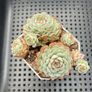 Echeveria 'Ravi Rose' ('Globulosa' Hybrid) Cluster 3" Succulent Plant