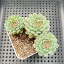 Echeveria 'Ravi Rose' ('Globulosa' Hybrid) Cluster 3" Succulent Plant