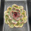 Echeveria 'Purple Candy' 2" Succulent Plant