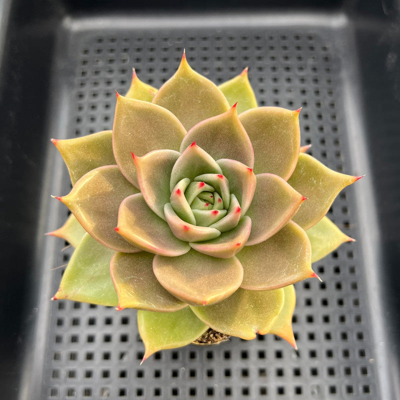 Echeveria sp. 3" Succulent Plant